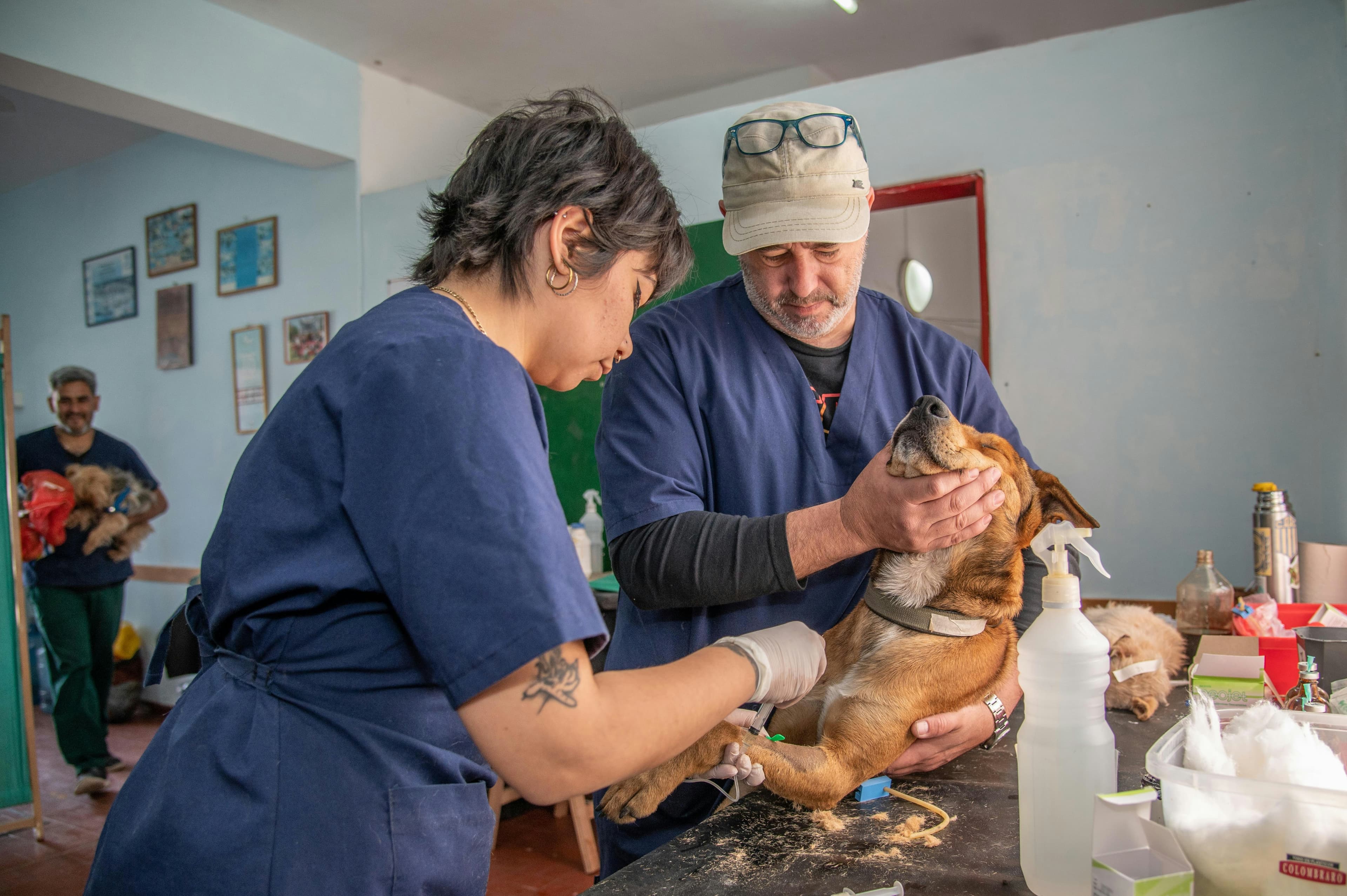 Veterinary Practices